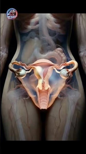 Inside the Female Reproductive System: A Closer Look 🔬✨