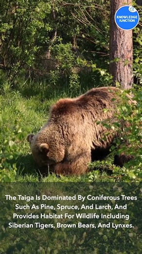 Countries With The Most Number Of Forest Land | Knowledge Junction