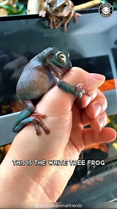 White Tree Frog 🐸 It Looks FAKE! Chubby, glossy, and always smiling. So calm it barely moves. Too perfect to be real… but it is. #whitetreefrog #wildlife #animalfacts #1minuteanimals | 1 Minute Animals