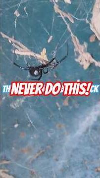 Never Do This! Blackwidows are always a danger when field testing #backflow #plumbing