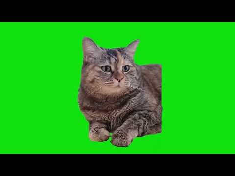 Sad Cat Meowing Again Meme Green Screen Chroma Key Template