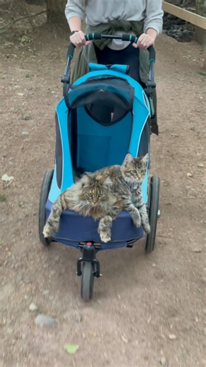 Chelsea Robinson on Instagram: "The way Fig leads our stroller rides will never cease to make me giggle…every single time lol , those arms! 😻😹 ________________ #adventurecat #polydactylcat #lifewithcats"