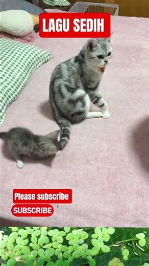 #shortmusic #musik #lagu #lagugalau #lagumelayu #slowrockmalaysia