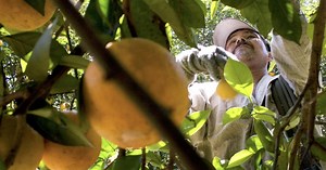 The cost of an orange may be going up. Here's why.