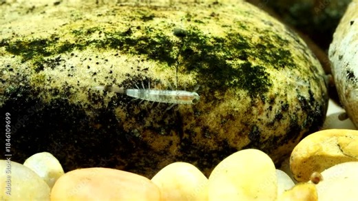 Tiny mayfly nymph (Baetis sp.) clinging to a rock in a trout stream, underwater perspective, macro close-up.
