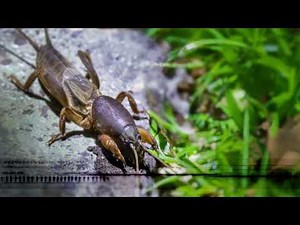 Mole Cricket Sounds - Trilling calls & chirping from three species of mole cricket