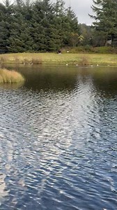 Bwlch Nant yr Arian Red kite feeding centre | David Lister photography