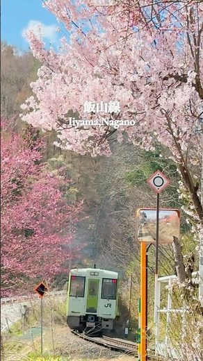 【長野県飯山市】桜と飯山線
