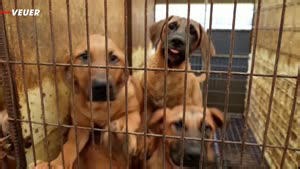 South Korea’s Dog Meat Ban Is Stirring Controversy