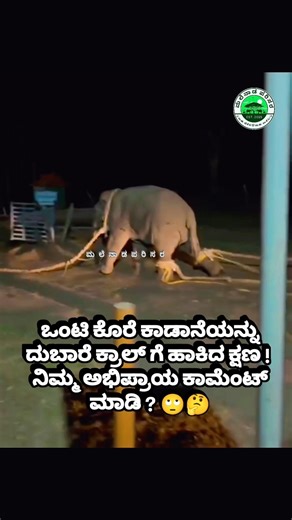 ಒಂಟಿ ಕೊರೆ ಕಾಡಾನೆ into ದುಬಾರೆ ಕ್ರಾಲ್! 🙄🤔#shorts #short #shortsfeed #viral #viralvideo #viralshorts