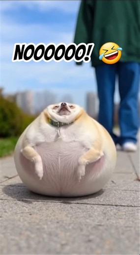 Chihuahua Dog Explodes With Joy 🤣🤣🤣 #funny #pets #dog