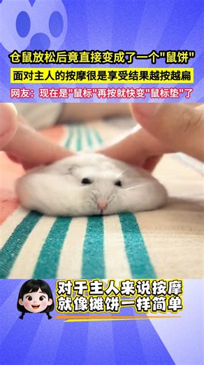 倉鼠放鬆後竟直接變成了一個"鼠餅"，面對主人的按摩很是享受結果越按越扁，網友：現在是"鼠標"再按就快變"鼠標墊"了！#shorts