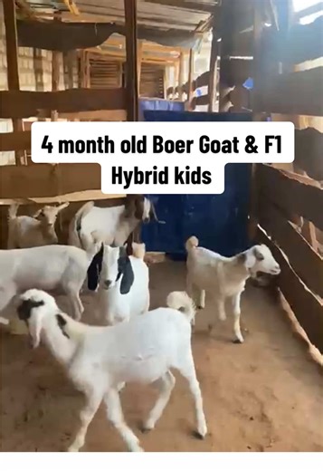 Here we have 4-month-old pure breed Boer goats and F1 hybrids (Boer/Sahelian). Starting your goat farming journey with quality breeding stock makes all the difference. Strong genetics mean faster growth, healthier kids, and better profits in the long run. #GoatFarming #BoerGoats #LivestockFarming #PNLUrbanRanch #F1Hybrids