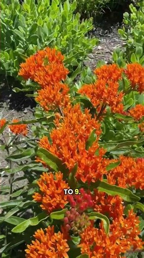 Milkweed: The Easiest Way to Attract Monarchs