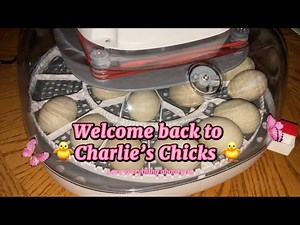 Dry Incubation/Hatching Out Call￼ Ducklings /Amazing Results￼, My First Try.