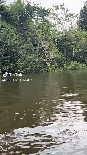 Finding Super Rare Pink River Dolphins in the Amazon