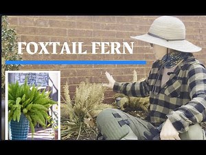 Pruning Foxtail Fern | Growing zone 9-11 plants in zone 8 | Spring Cleaning and Fertilizing