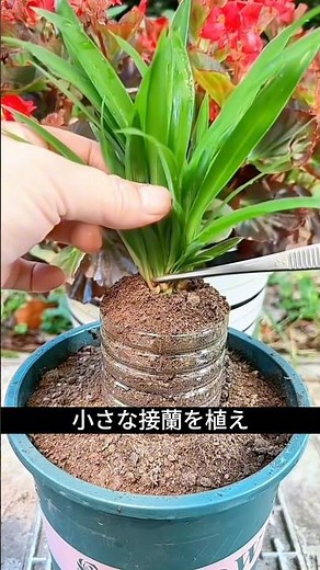 In just one month, an ordinary orchid transformed into a bonsai-like masterpiece