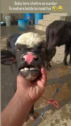 katda 😂🤣😂🤣🤣🤣