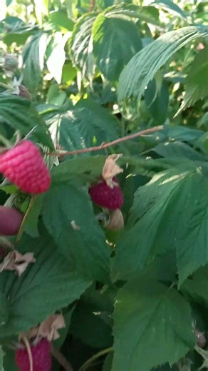 Beauty raspberry fruits