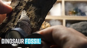 How Climate Change Impacted Triassic Period and Origin of Dinosaurs?