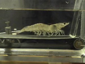 'Shrimp On A Treadmill': The Politics Of 'Silly' Studies