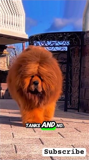 Top 5 heaviest dog breeds ever recorded #dogfacts #dogcoach #heavydog #rhodesianridgeback