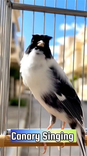 Best Canary Training | Canary Singing #galerikenariindonesia #birdsinging #canary #kenari3in1