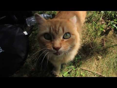 Orange Cat With Deep Meow