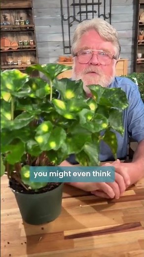 Got a shady, moist spot in your garden? 🏡 #gardeningtips