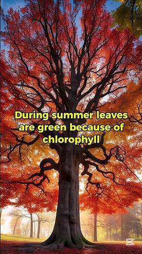 why leaves change color in autumn?