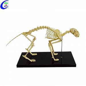 [Hot Item] Plastic Cat Animal Skeleton Models