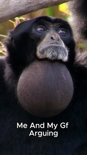 Siamang Gibbon's Unique Call in the Jungle