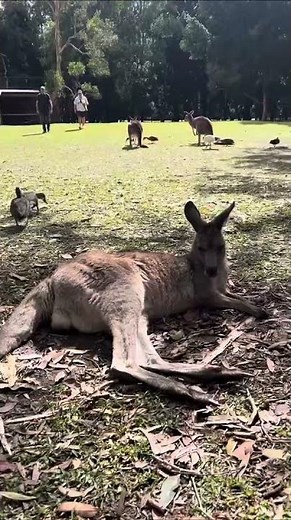 Discovering Australia's East Coast Highlights