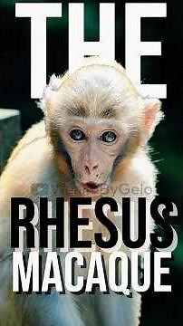 Rhesus Macaque - The Genius Trickster of Nature!