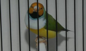 Hundreds of birds on show at Pembroke exhibition