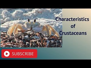 Characteristics of Crustaceans