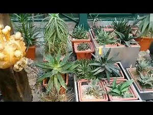 174. Разнообразные виды АЛОЕ из "Аптекарского огорода"