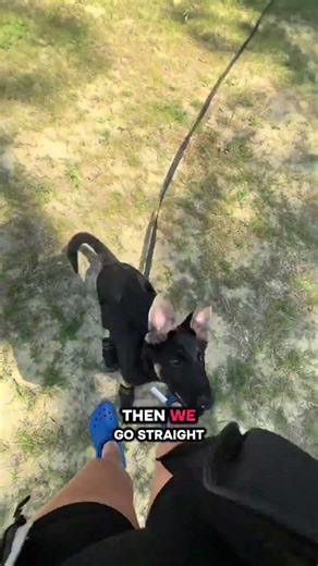How to teach a service dog to wear boots without stress #servicedog #medicalalertdog
