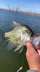 Slab black nose crappie! Looks like it has some hybrid characteristics! These get big! #reelsvideoシ #followmeシ゚ #kidkrappie #reelschallenge #bnmpoles #BoisdArcLake #contentcreatorlife #tips #November #crappie | KidKrappie