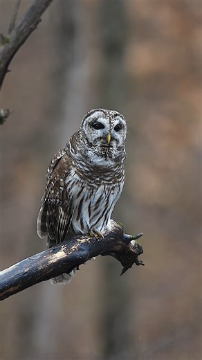 National Audubon Society on Instagram: "We couldn’t let #SuperbOwl Sunday pass without a fun fact or two about these birds! 🦉 Here’s one to kick off your evening: Barred Owls are among the largest owls in North America and the most vocal. Their signature hooting sequence has been memorably described as “who-cooks-for-you?! who-cooks-for-you-all?!” Take a listen to this one echoing its iconic call. But this is just one of more than a dozen Barred Owl calls, ranging from a “siren call” to a “wail