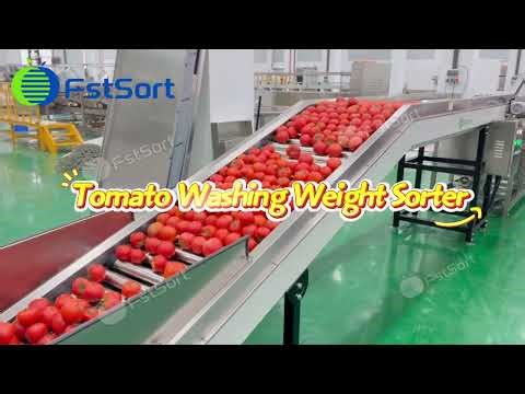 Integrated Tomato Washing & Weight Sorting Line | Washing, Drying, Waxing & Precise Grading🍅⚙️
