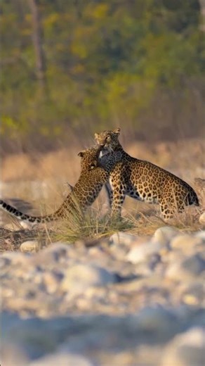 A leopard mother guiding her cubs.