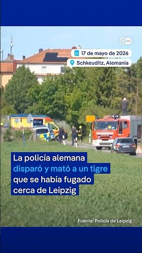 ¡Tragedia animal! Policía alemana dispara a tigre que se dio a la fuga #shorts