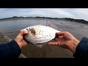 Redtail surf perch fishing in WA - When, where and how