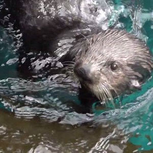 97K views · 1.5K reactions | Lunchtime is always more fun with Juno and Thelma  | Oregon Zoo | Facebook