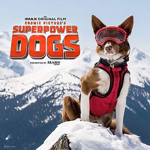 Meet the 'Superpower Dogs' in First Trailer for IMAX's Adventure Film | FirstShowing.net