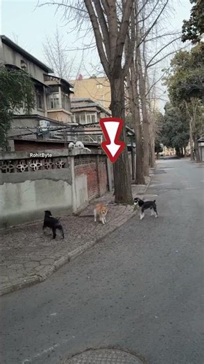 Brave Cat Scares Two Dogs Away! #Shorts