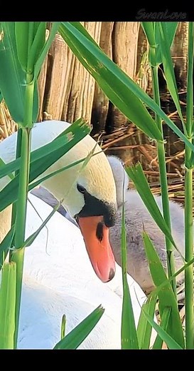 #Baby in cradle… 20240511 #Swan #cygne #Nature v9