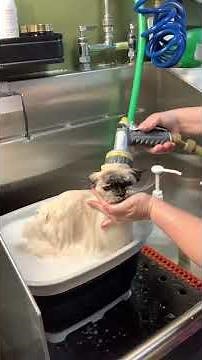 ✨ Himalayan Cat Grooming Transformation | Bath, Brush & Style ✨